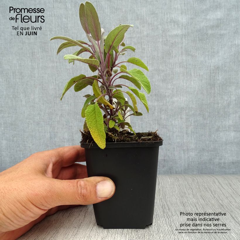 Esimerkki kesällä toimitetusta Ryytisalvia Purpurascens Taimiruukku 7/8 cm-taimesta