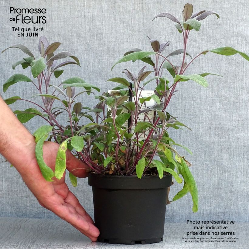 Esimerkki kesällä toimitetusta Ryytisalvia Purpurascens Ruukku 1,5L / 2L-taimesta