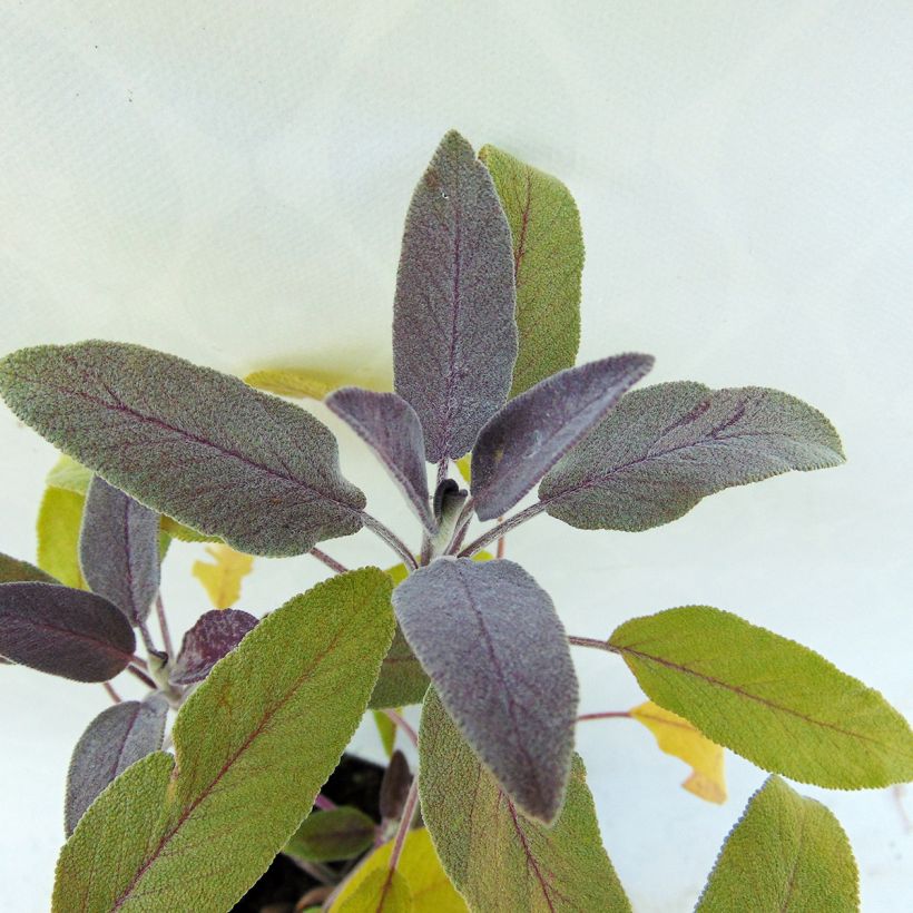 Ryytisalvia Purpurascens (Lehvistö)