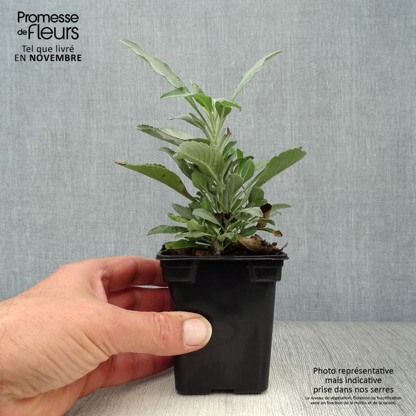 Esimerkki syksyllä toimitetusta Ryytisalvia - Salvia officinalis 8/9 cm taimiruukku-taimesta