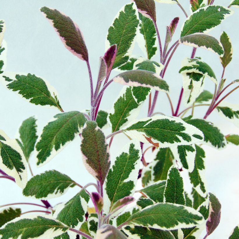 Ryytisalvia Tricolor (Lehvistö)
