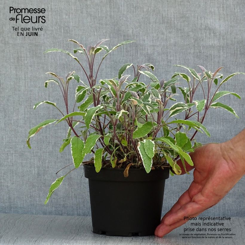 Esimerkki kesällä toimitetusta Ryytisalvia Tricolor Pot de 1,5L/2L-taimesta