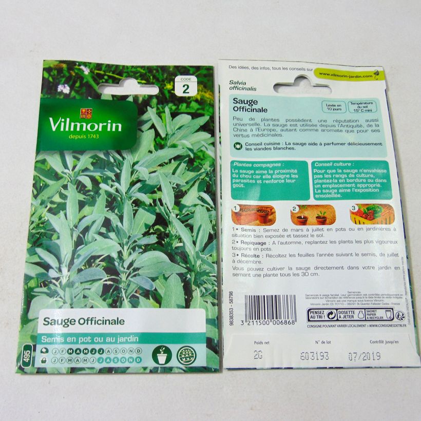 Esimerkki toimitetusta Ryytisalvia Vilmorin - Salvia officinalis 500 siemenen pussi (2g)-taimesta