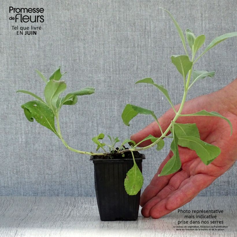 Esimerkki kesällä toimitetusta Valkosalvia - Salvia apiana Godet de 7/8 cm-taimesta
