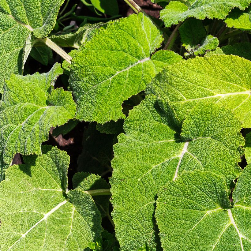 Myskisalvia - Salvia sclarea (Lehvistö)