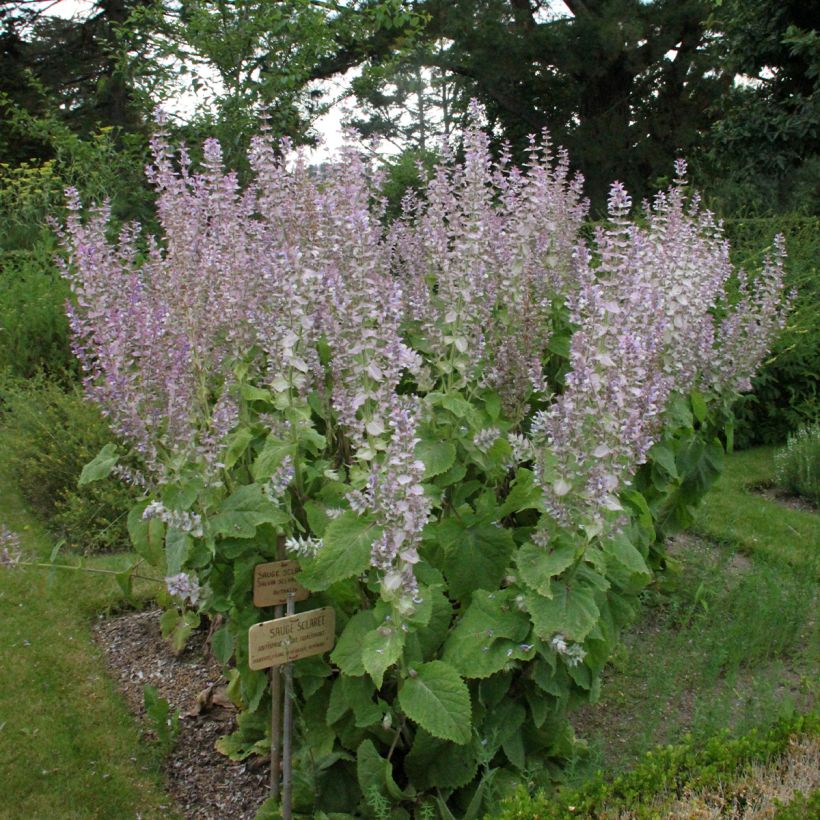 Myskisalvia - Salvia sclarea (Kasvutapa)