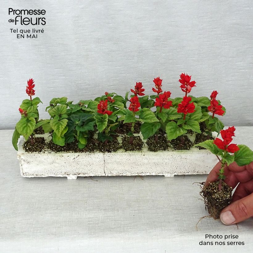 Esimerkki keväällä toimitetusta Tulisalvia Carambita Jardimotte : motte 3,8 cm x 3,2 cm en plaque de culture par 16-taimesta