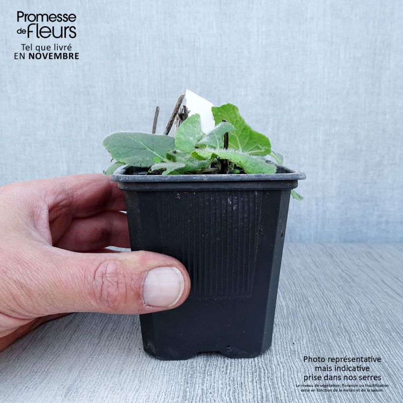 Esimerkki syksyllä toimitetusta Kiehkurasalvia Endless Love 8/9 cm taimiruukku-taimesta