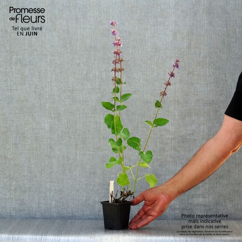 Esimerkki kesällä toimitetusta Kiehkurasalvia Endless Love Godet de 8/9 cm-taimesta