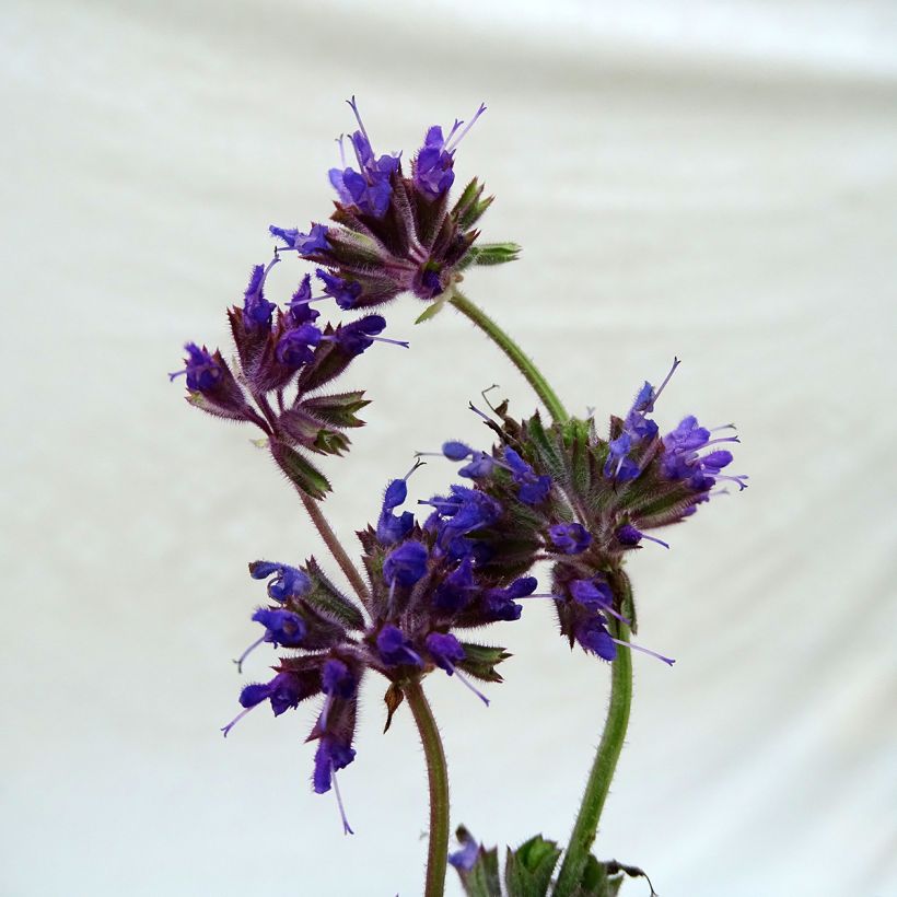 Kiehkurasalvia Purple Rain (Kukinta)