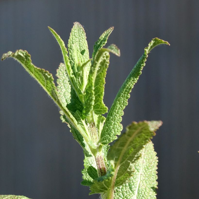 Lehtosalvia Caradonna (Lehvistö)