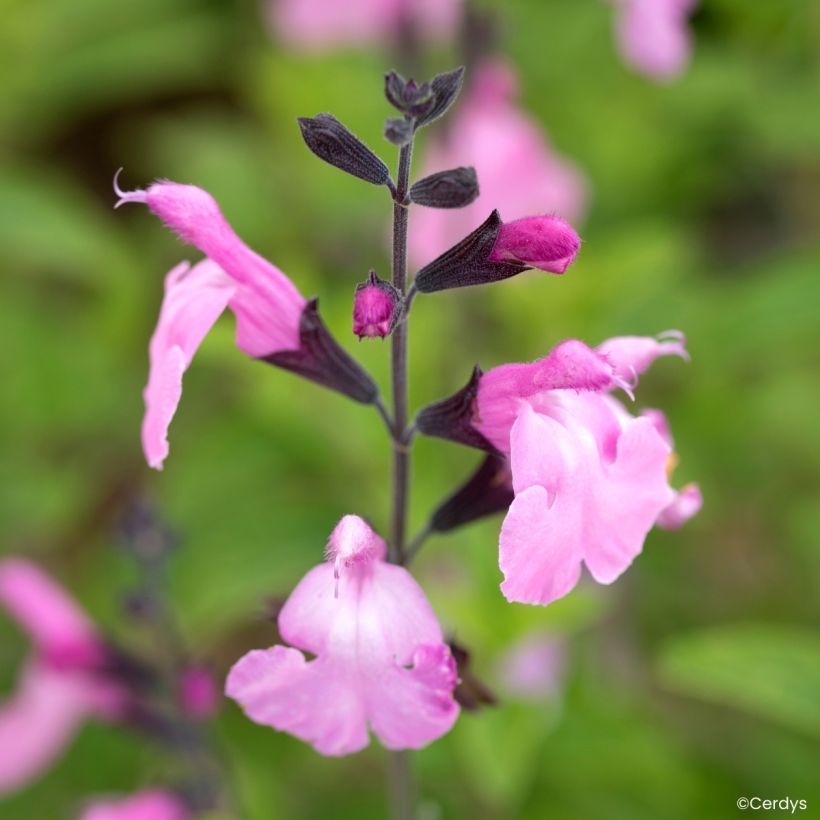 Salvia × jamensis ‘Mighty Pink’ Malabar (Kukinta)