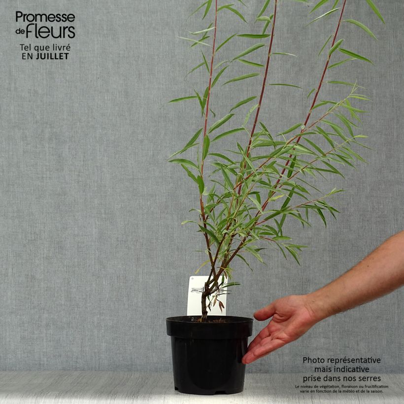 Esimerkki kesällä toimitetusta Terävälehtivirpapaju Blue Streak Pot de 3L/4L-taimesta