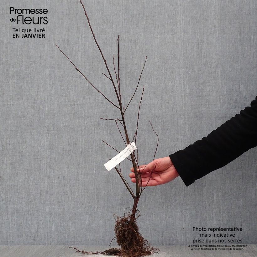 Esimerkki talvella toimitetusta Korvapaju - Salix aurita Petites Racines nues, Buisson-taimesta