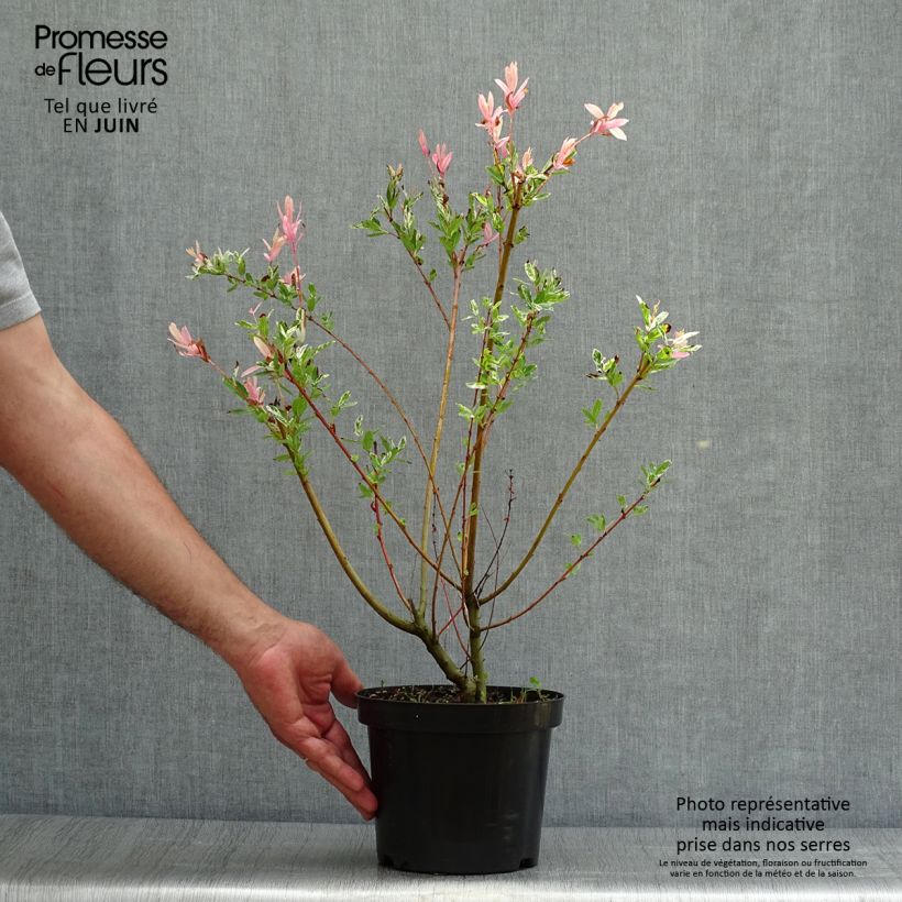 Esimerkki kesällä toimitetusta Kaartopaju Hakuro Nishiki Pot de 2L/3L, Buisson-taimesta