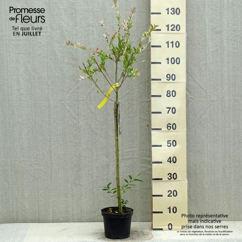 Esimerkki kesällä toimitetusta Kaartopaju Hakuro Nishiki Pot de 2L/3L, Tige-taimesta