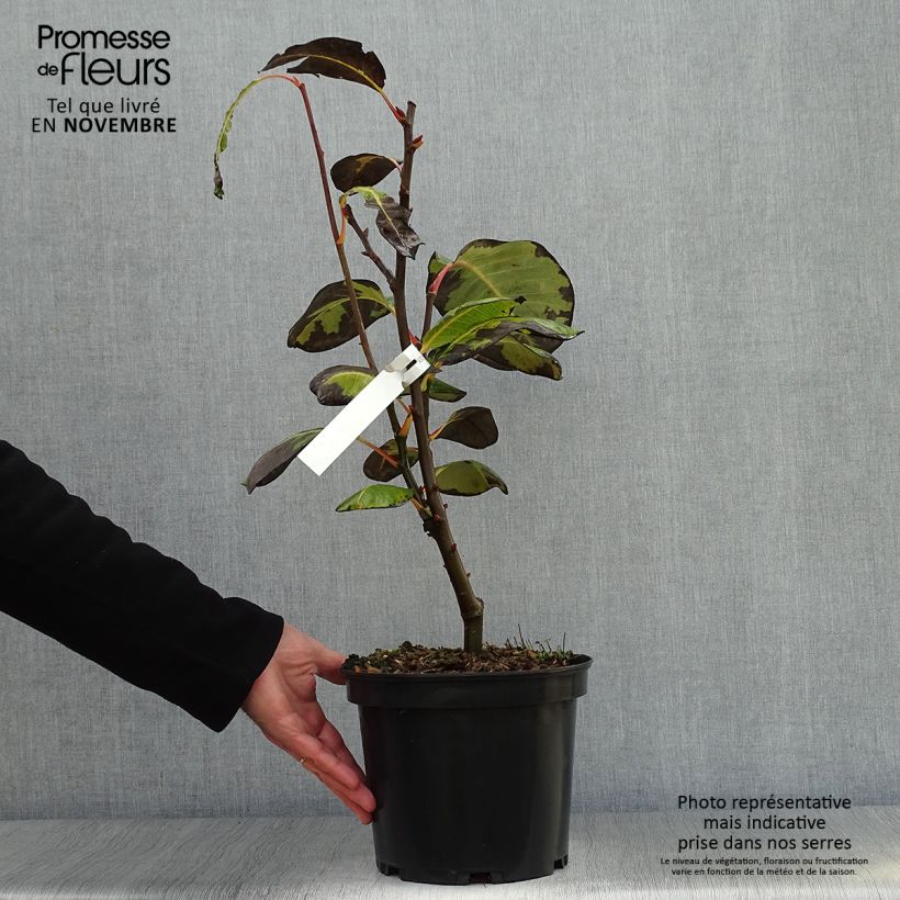 Esimerkki syksyllä toimitetusta Paju - Salix magnifica 4 litran/5 litran ruukku-taimesta