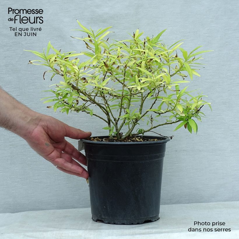 Esimerkki kesällä toimitetusta Sahalininpaju Golden Sunshine Pot de 4L/5L-taimesta