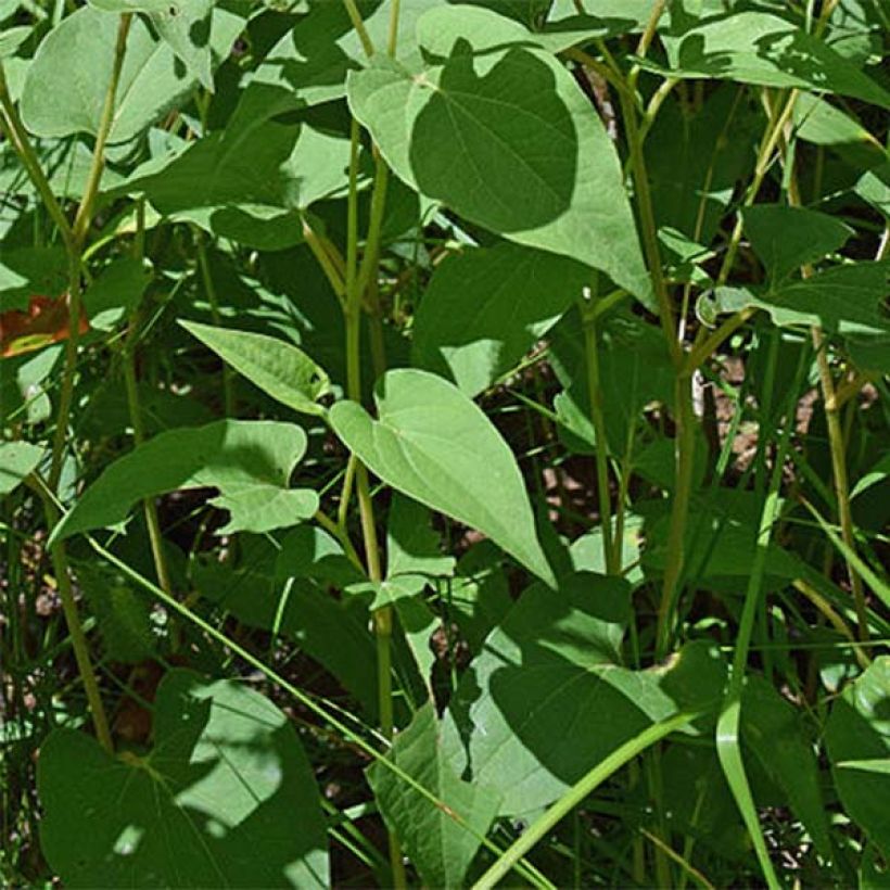 Saururus cernuus (Lehvistö)