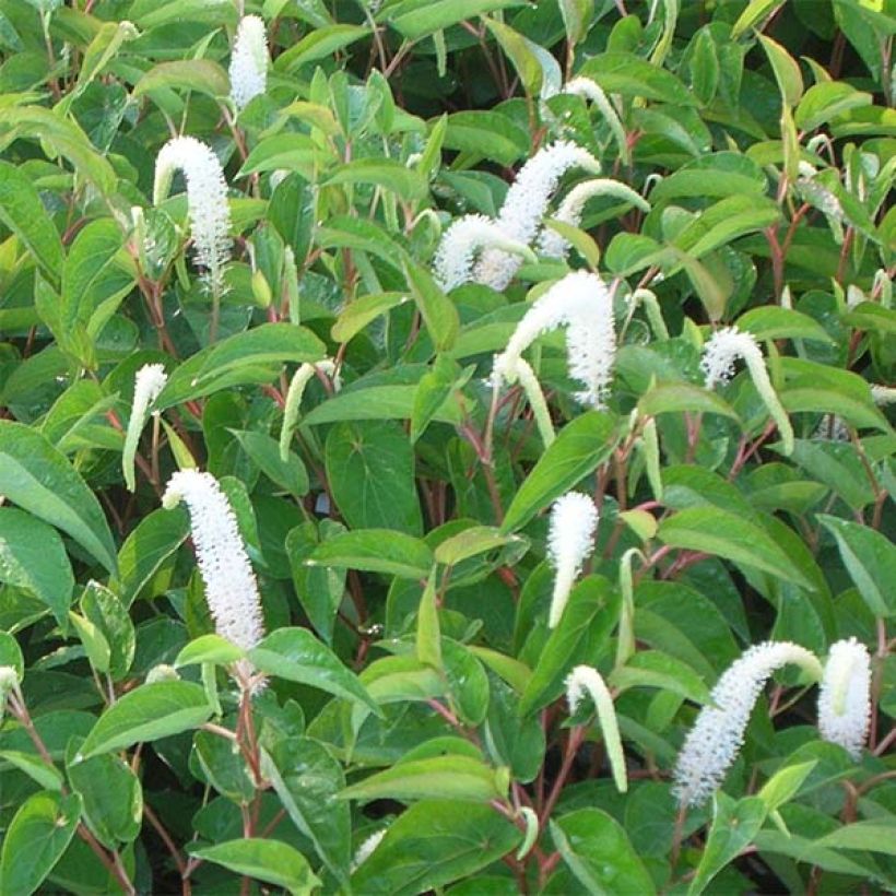 Saururus cernuus (Kukinta)