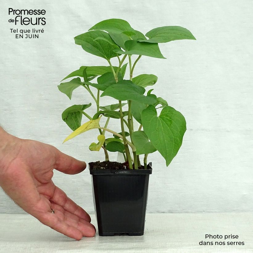 Esimerkki kesällä toimitetusta Saururus cernuus Godet de 8/9 cm-taimesta