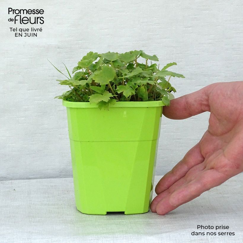 Esimerkki kesällä toimitetusta Riko OPERA Orpheus Pot de 1L/1,5L-taimesta