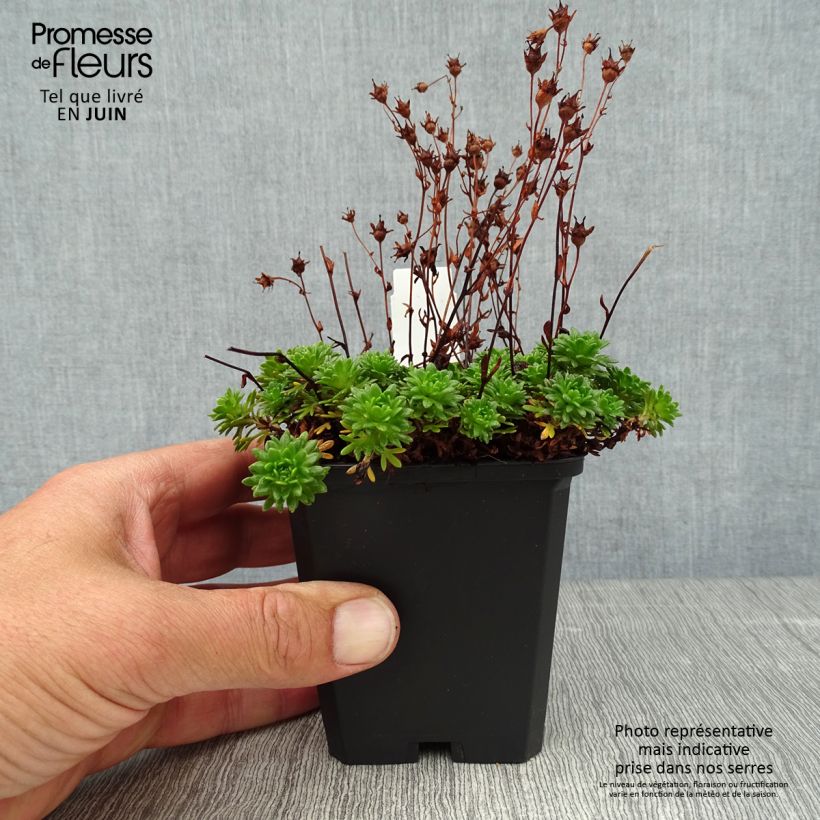 Esimerkki kesällä toimitetusta Patjarikko Peter Pan Taimiruukku 8/9 cm-taimesta