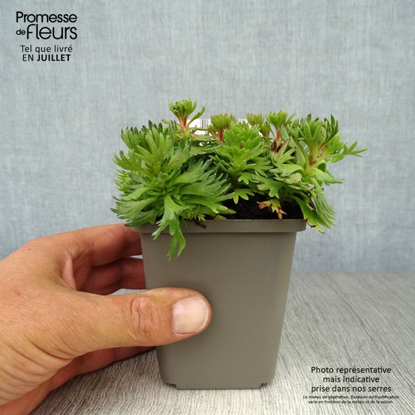 Esimerkki kesällä toimitetusta Patjarikko Purpurteppich Godet de 8/9 cm-taimesta