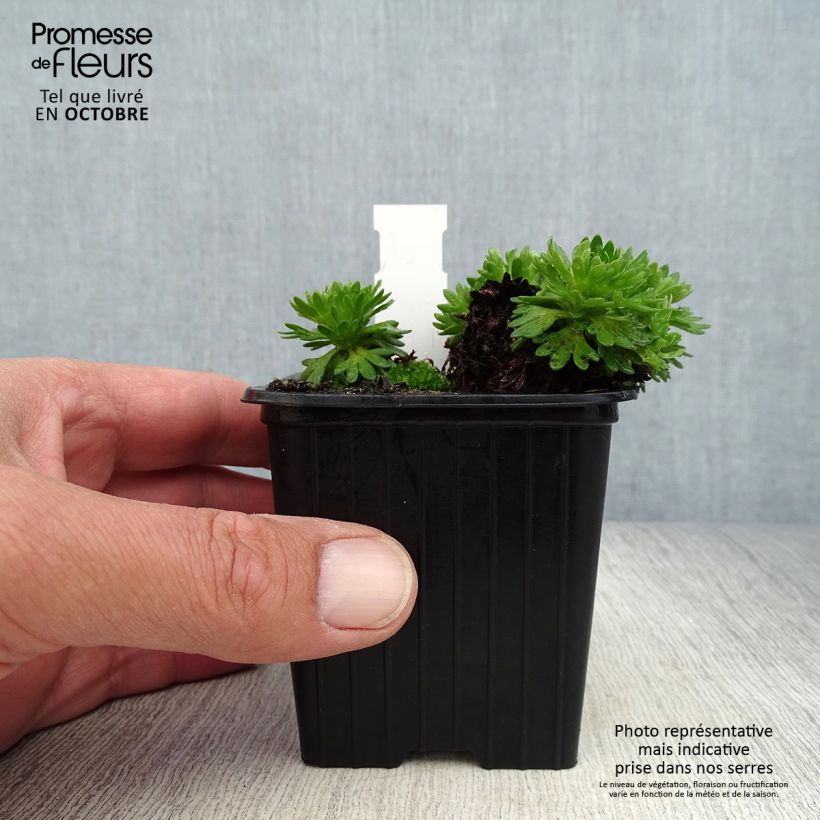 Esimerkki syksyllä toimitetusta Patjarikko Ware's Crimson 8/9 cm taimiruukku-taimesta