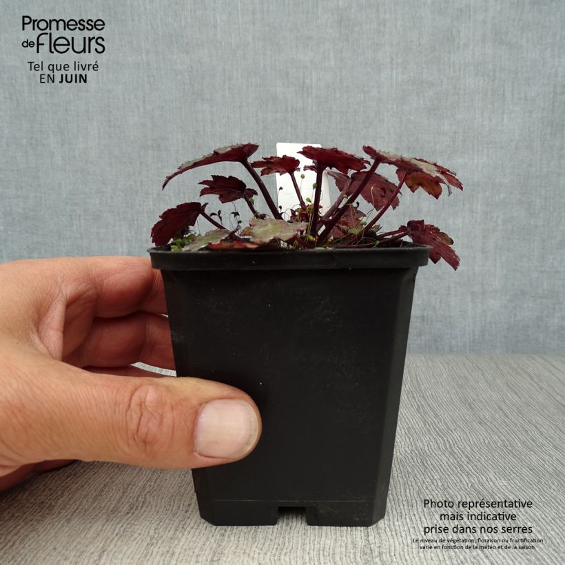 Esimerkki kesällä toimitetusta Riko Black Ruby Taimiruukku 8/9 cm-taimesta