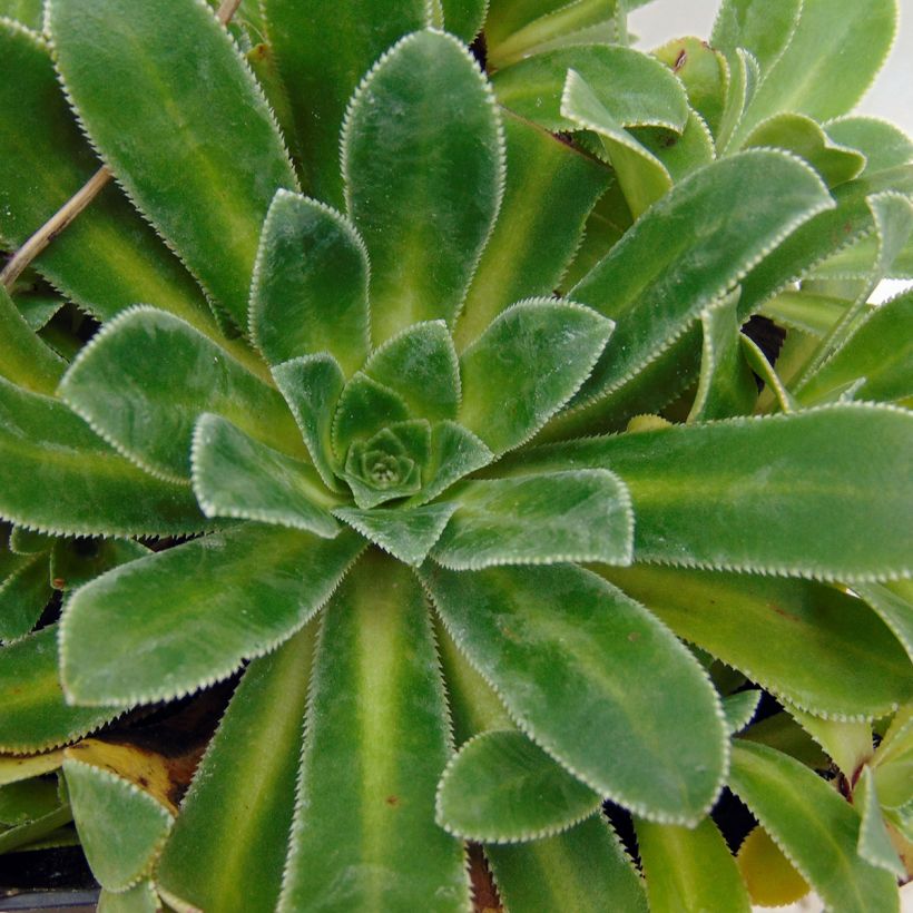 Tunturirikko Southside Seedling (Lehvistö)