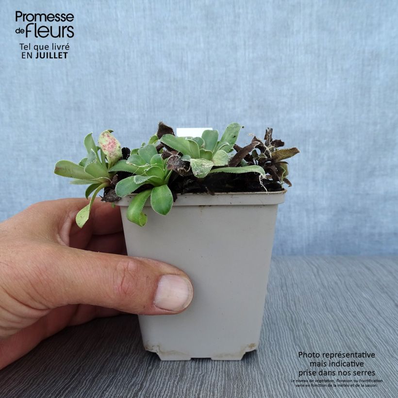 Esimerkki kesällä toimitetusta Tunturirikko Southside Seedling Taimiruukku 8/9 cm-taimesta