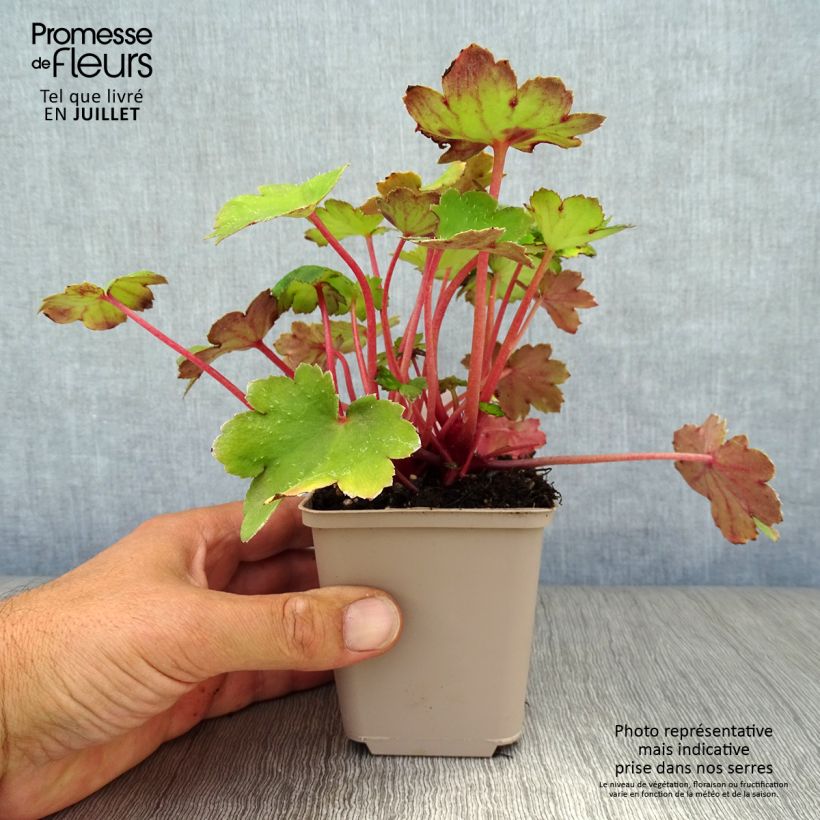 Esimerkki kesällä toimitetusta Syysrikko Beni Tsukasa Godet de 8/9 cm-taimesta