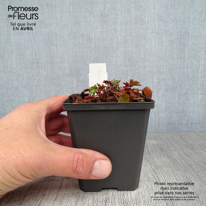 Esimerkki keväällä toimitetusta Syysrikko Rubrifolia Godet de 8/9 cm-taimesta