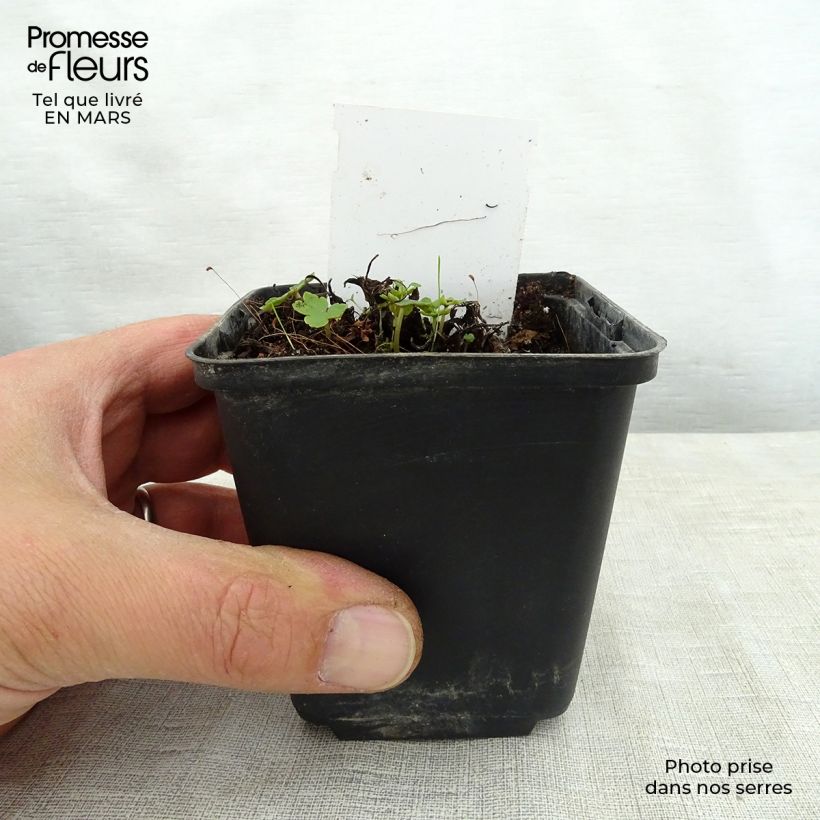Esimerkki keväällä toimitetusta Syysrikko Sugar Plum Fairy Godet de 8/9 cm-taimesta