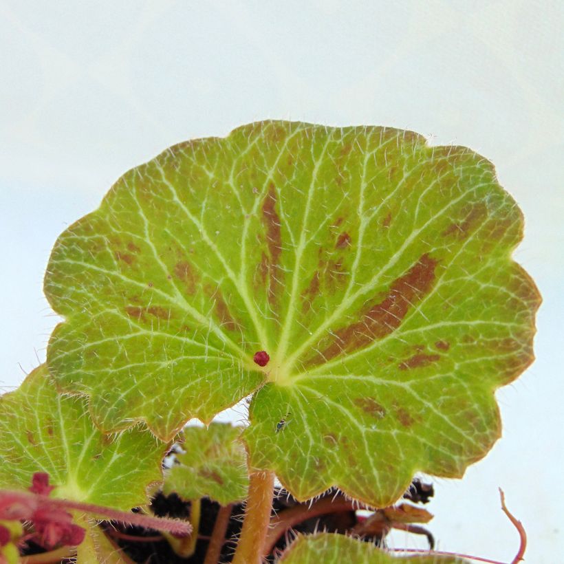 Aaroninparta Cuscutiformis (Lehvistö)