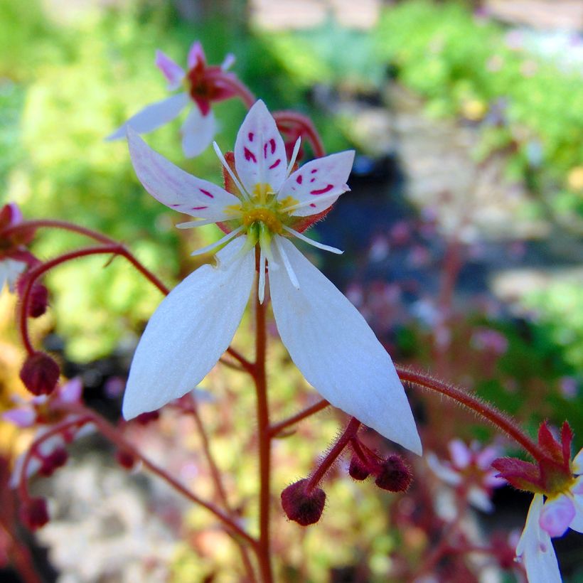 Aaroninparta Cuscutiformis (Kukinta)