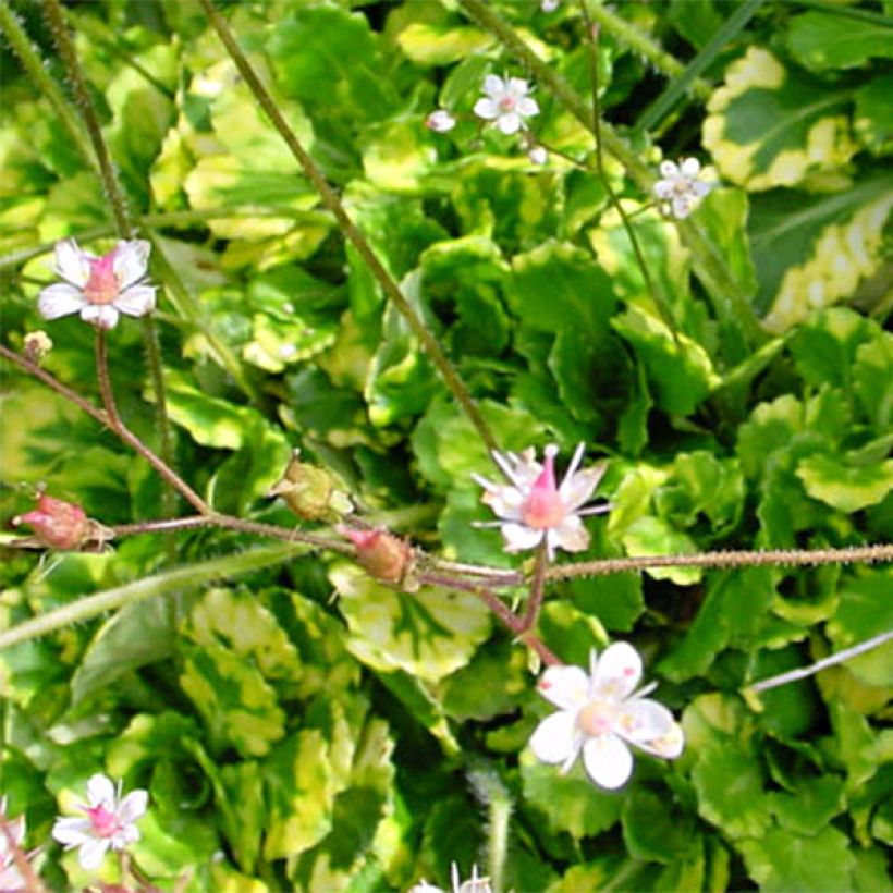 Varjorikko Variegata (Lehvistö)