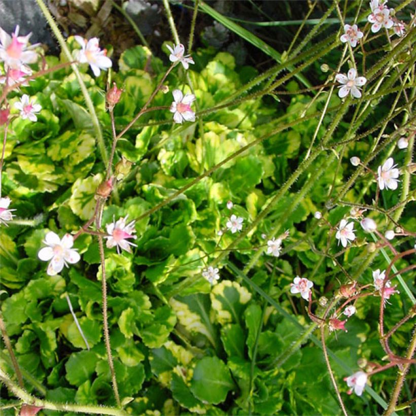 Varjorikko Variegata (Kukinta)