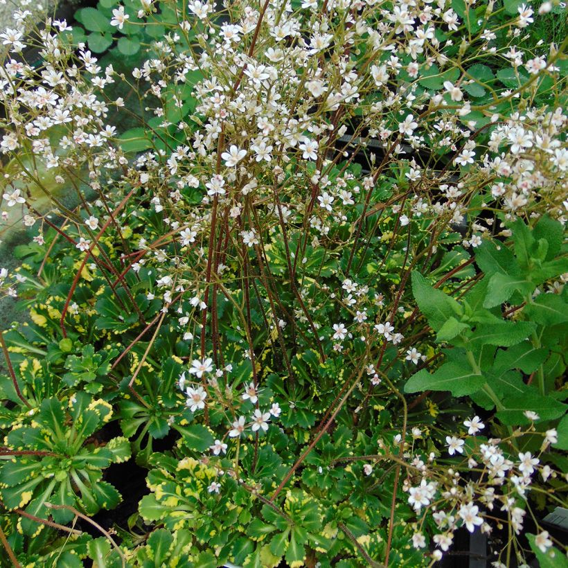 Varjorikko Variegata (Kasvutapa)