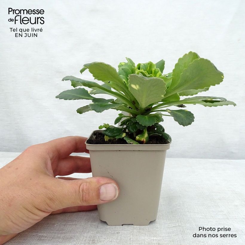 Esimerkki kesällä toimitetusta Varjorikko Variegata Taimiruukku 8/9 cm-taimesta