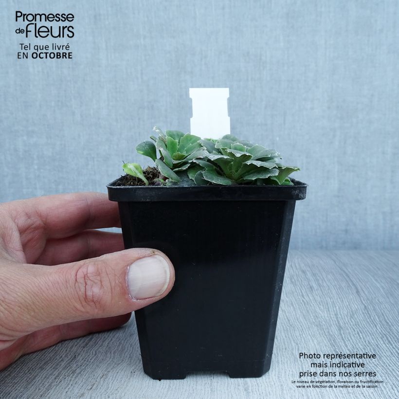 Esimerkki syksyllä toimitetusta Varjorikko Variegata 8/9 cm taimiruukku-taimesta