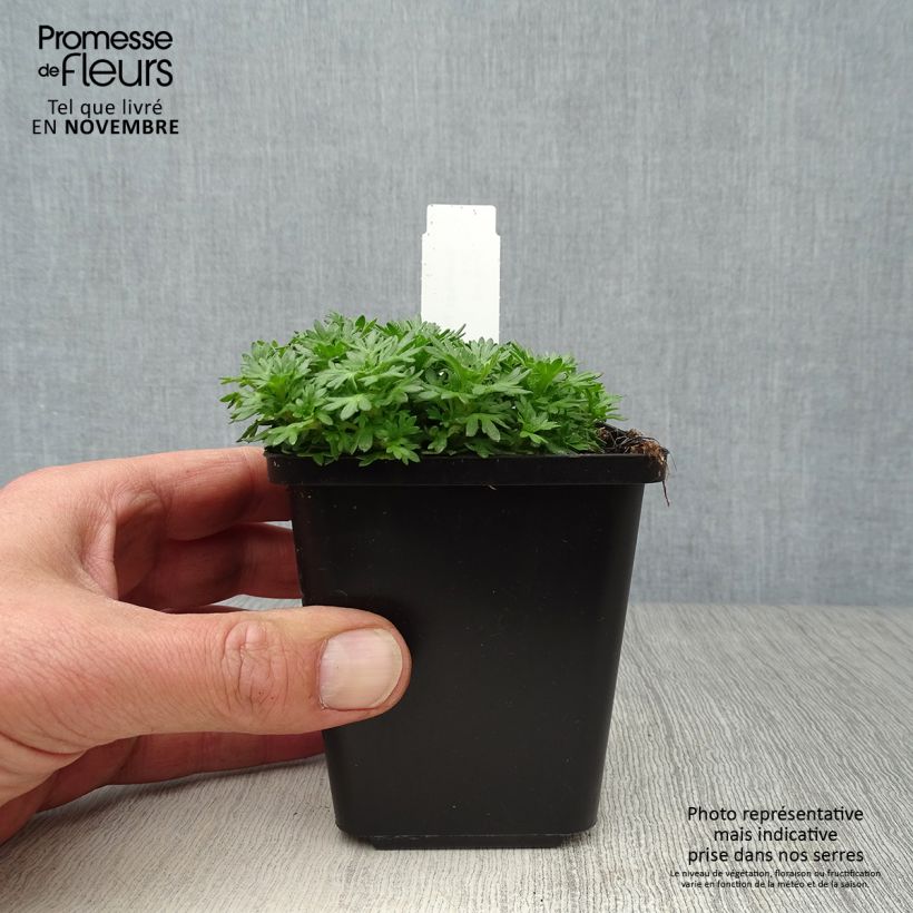 Esimerkki syksyllä toimitetusta Patjarikko Pixie 8/9 cm taimiruukku-taimesta