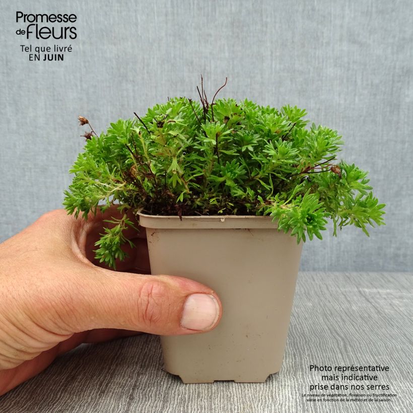 Esimerkki kesällä toimitetusta Patjarikko Pixie Godet de 8/9 cm-taimesta