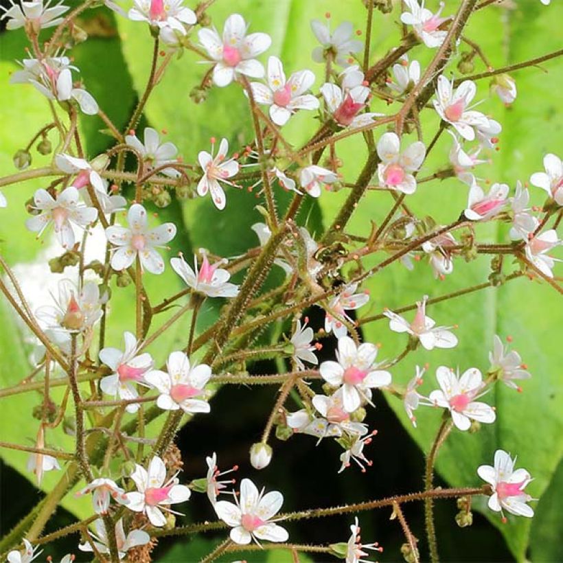 Posliinirikko - Saxifraga x urbium (Kukinta)