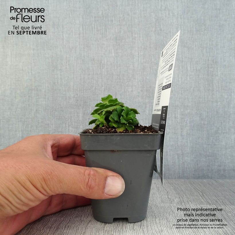 Esimerkki syksyllä toimitetusta Posliinirikko Aureopunctata 8/9 cm taimiruukku-taimesta