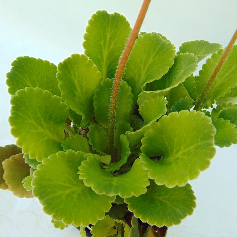 Posliinirikko - Saxifraga x urbium (Lehvistö)