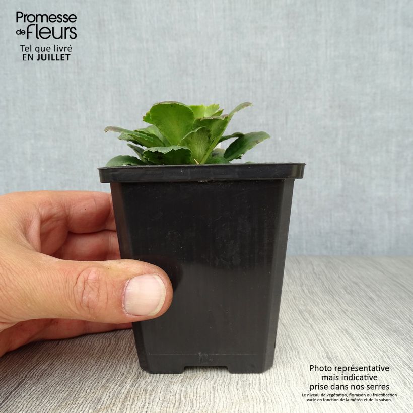 Esimerkki kesällä toimitetusta Posliinirikko - Saxifraga x urbium Godet de 8/9 cm-taimesta