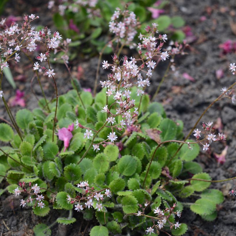Posliinirikko - Saxifraga x urbium (Kasvutapa)