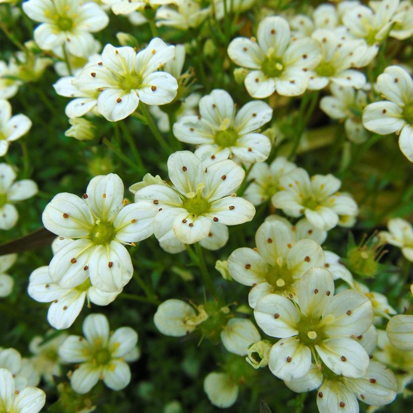 Patjarikko Pixie White (Kukinta)